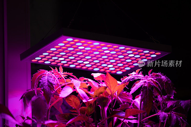 番茄植物在UV LED灯下生长